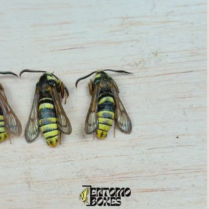 Sesia apiformis Unmounted