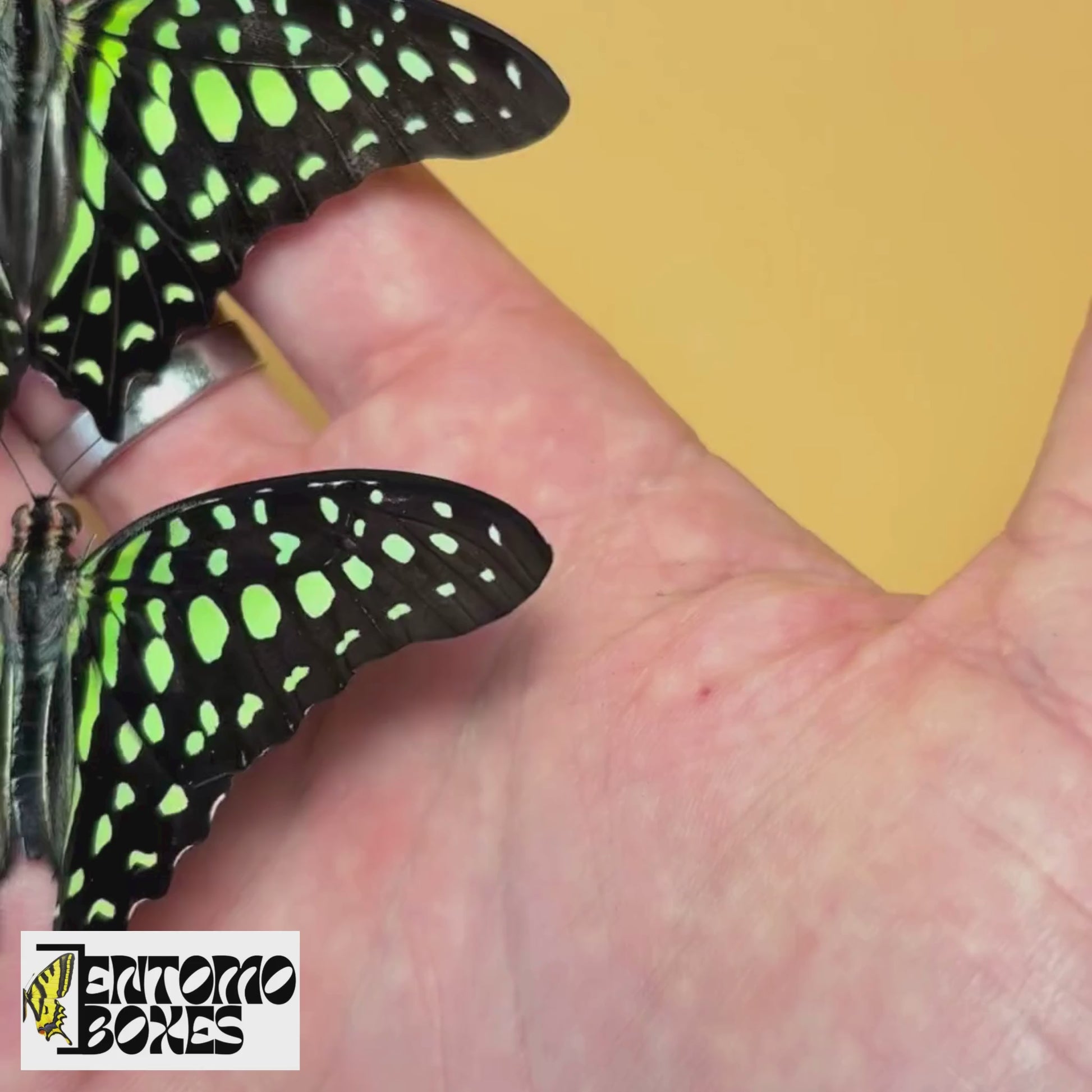 graphium agamemnon
