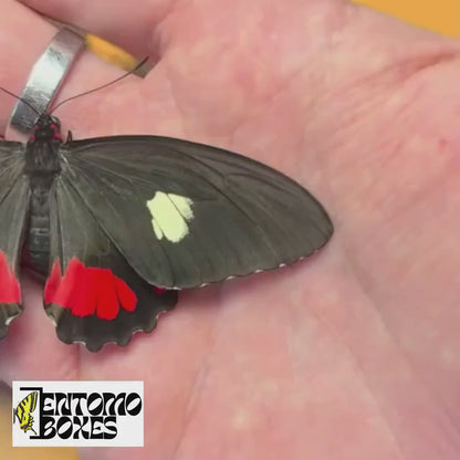 Parides sp.