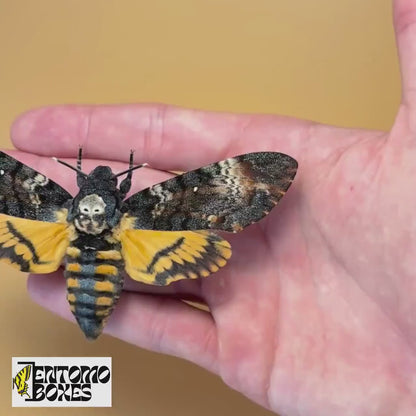 Acherontia atropos (pinned)