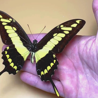 Papilio thoas