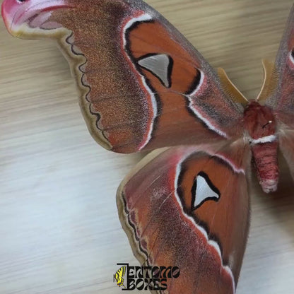 Attacus lorquini (pinned)