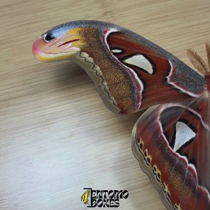 Attacus atlas (Pinned)