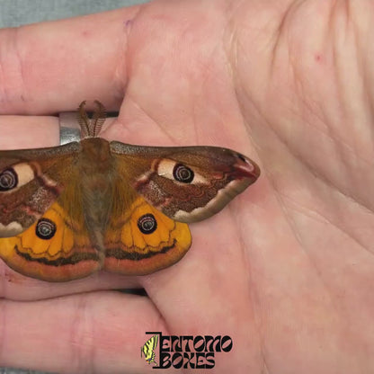 Saturnia pavonia (Unmounted)
