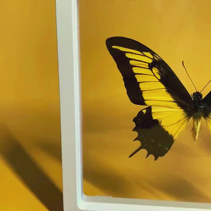 Transparent Frame