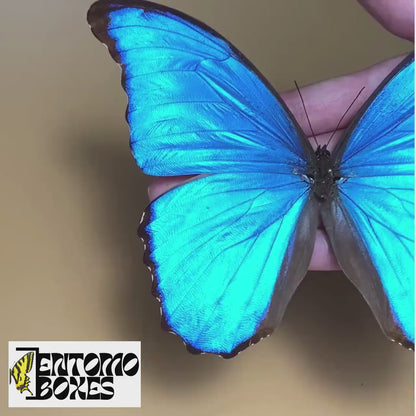 Morpho didius