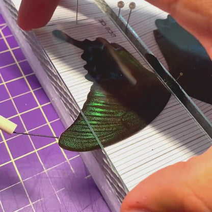 Glass Slides
