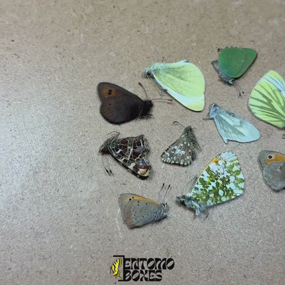 Mixed Common European Butterflies