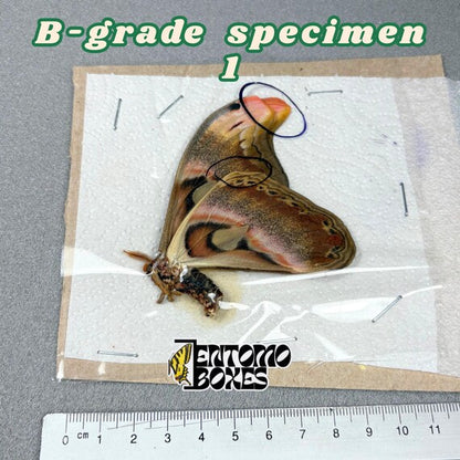 Attacus atlas moth B-grade specimen 1, unmounted papered wings with minor flaws