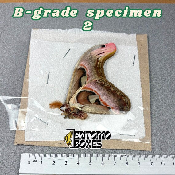 Attacus atlas moth B-grade specimen 2, unmounted papered wings with minor flaws
