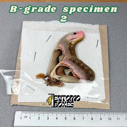 Attacus atlas moth B-grade specimen 2, unmounted papered wings with minor flaws