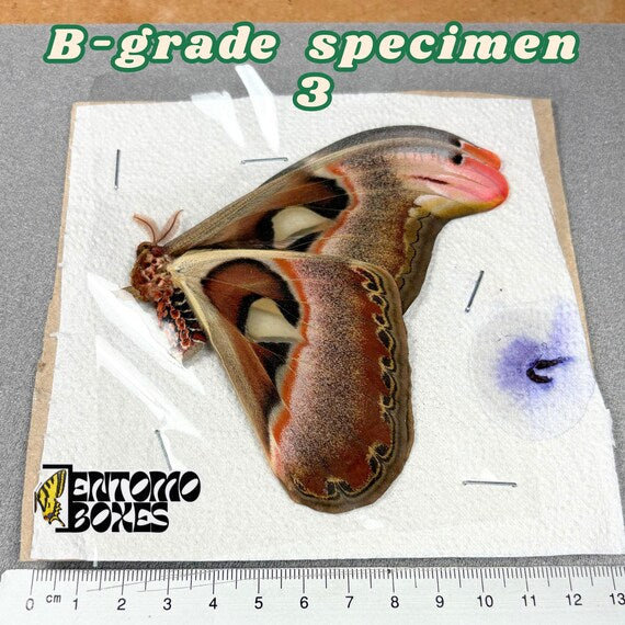 Attacus atlas moth B-grade specimen 3, unmounted papered wings with minor flaws