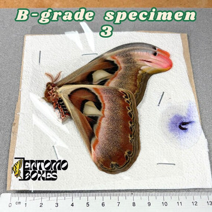 Attacus atlas moth B-grade specimen 3, unmounted papered wings with minor flaws