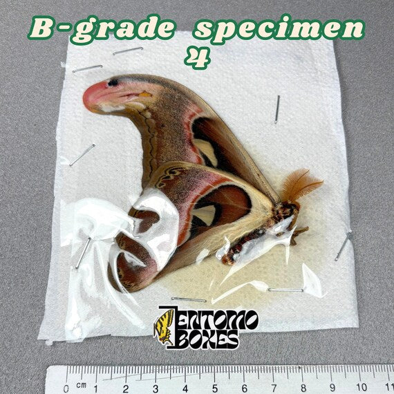 Attacus atlas moth B-grade specimen 4, unmounted papered wings with minor flaws