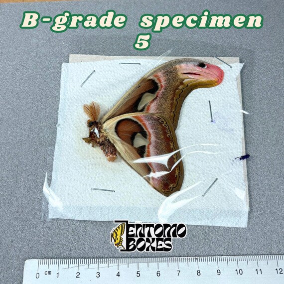 Attacus atlas moth B-grade specimen 5, unmounted papered wings with minor flaws