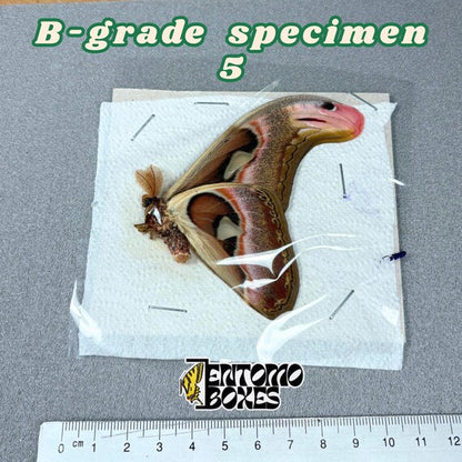 Attacus atlas moth B-grade specimen 5, unmounted papered wings with minor flaws