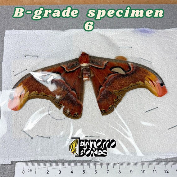 Attacus atlas moth B-grade specimen 6, unmounted papered wings with minor flaws