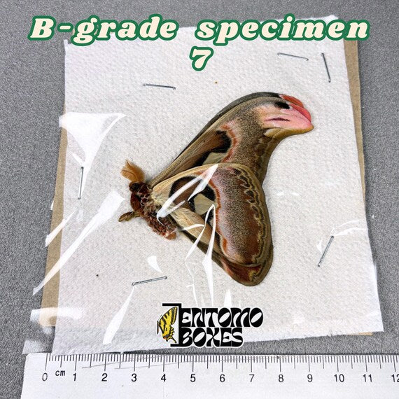 Attacus atlas moth B-grade specimen 7, unmounted papered wings with minor flaws