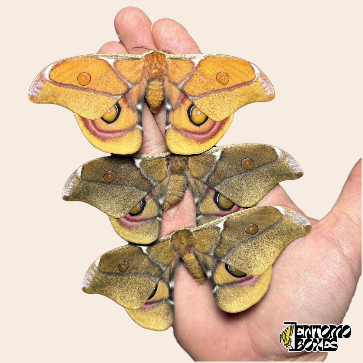 Three Antherina suraka moths with open wings held in hand on a beige background, one orange and two olive-brown specimens