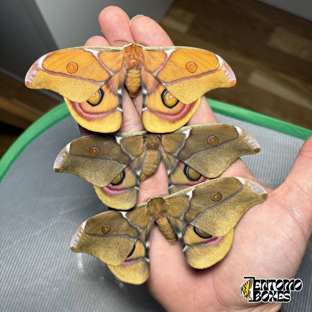 Three Antherina suraka moths with open wings held in hand, one orange and two olive-brown specimens